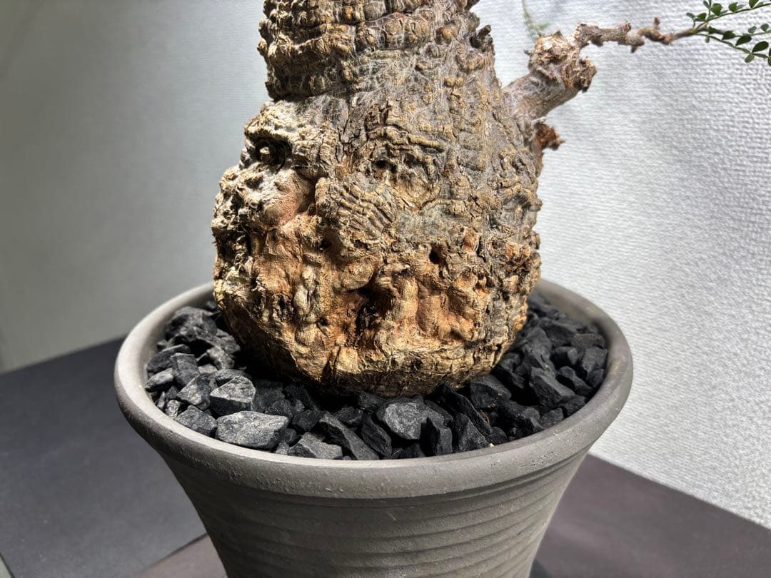 【土日価格】Operculicarya pachypusオペルクリカリアパキプス