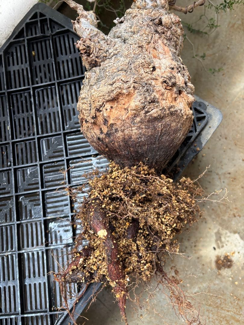 【土日価格】Operculicarya pachypusオペルクリカリアパキプス