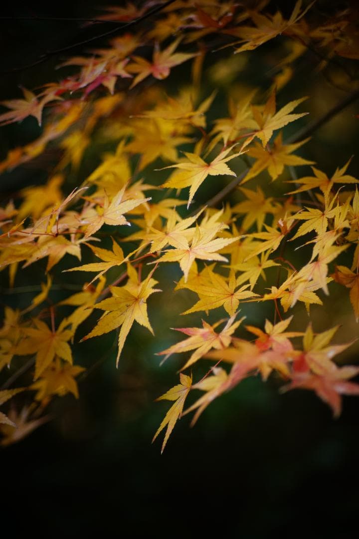 AUTO CHINON チノン 135mm F2.8 M42マウント