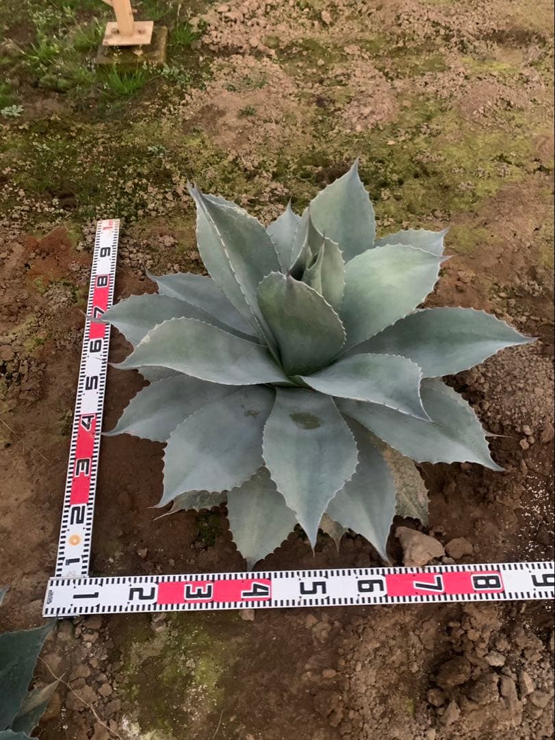 アガベ　オバティフォリア　実生　引取限定