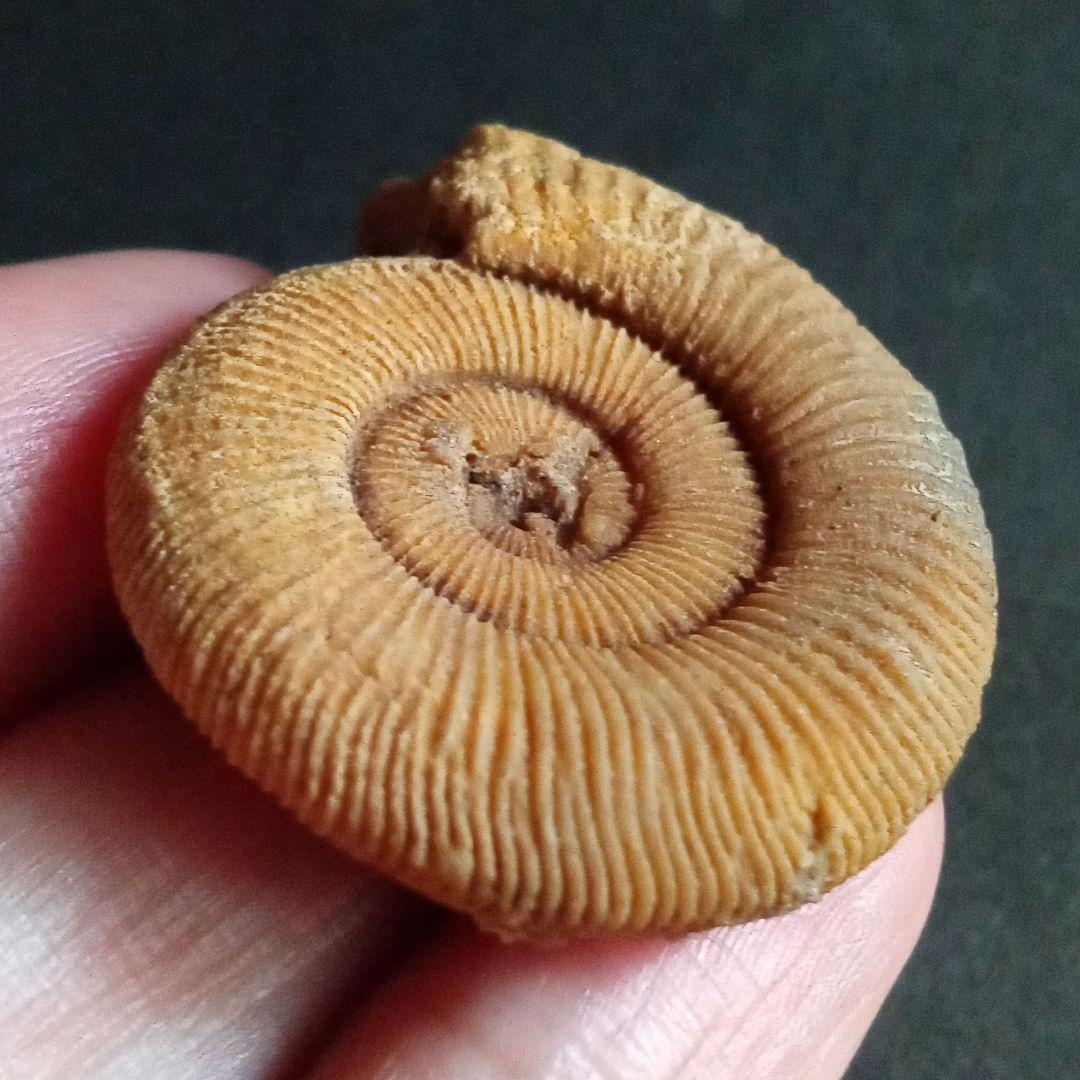 ドイツ産　ジュラ紀　アンモナイト　２点