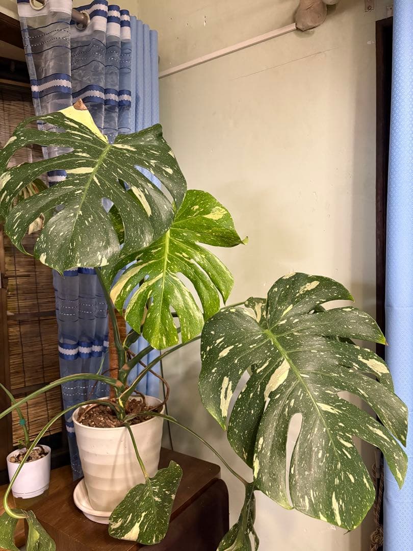 モンステラ・ポトス Yellow Monster (Mature plant)