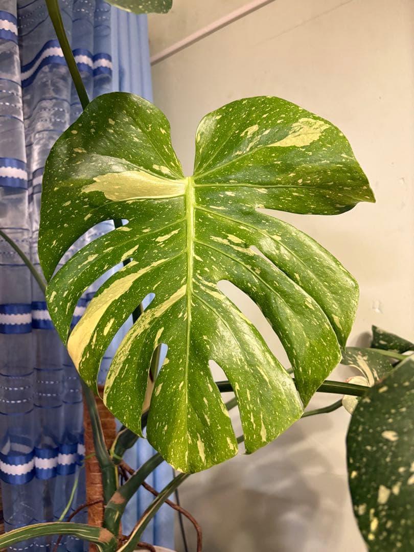 モンステラ・ポトス Yellow Monster (Mature plant)