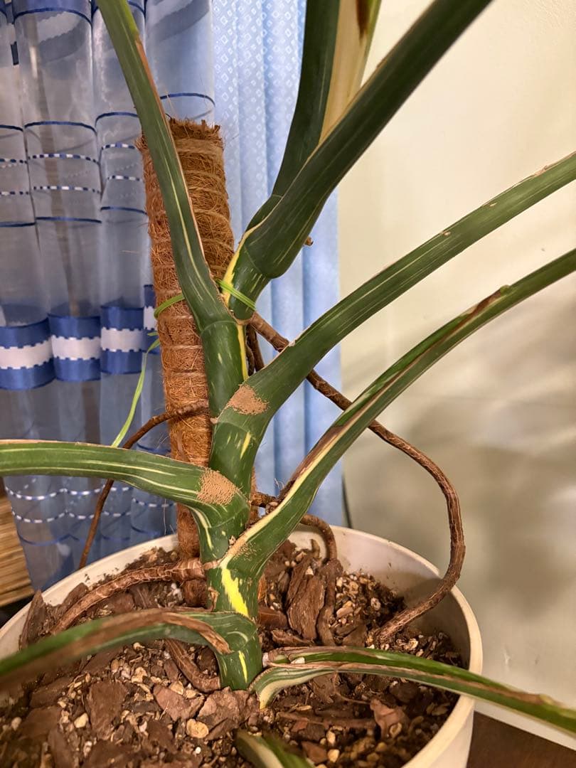 モンステラ・ポトス Yellow Monster (Mature plant)