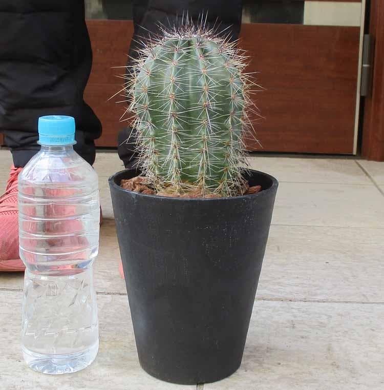 【現品】サボテン：カルネギア　サボテン　弁慶柱（べんけいちゅう） 5号　M2番