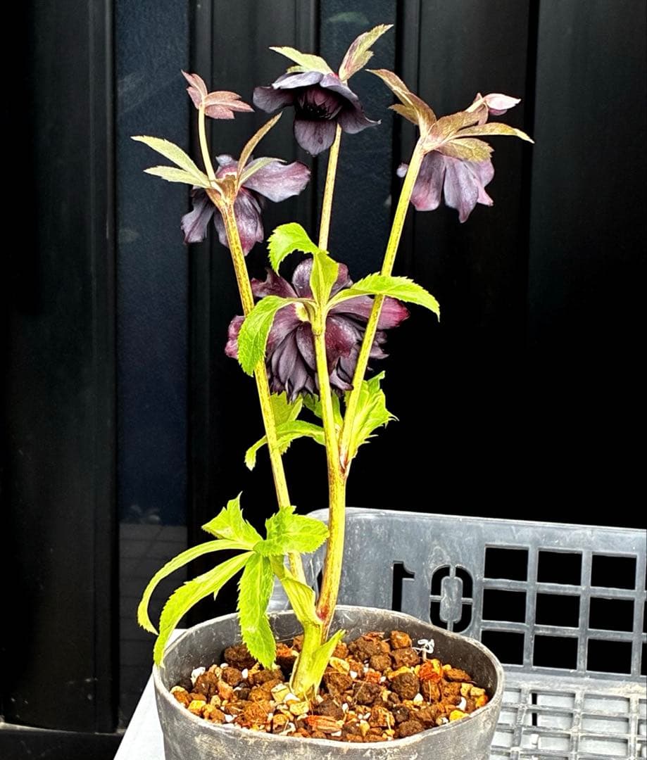 ま*こ様 3553☘️蕾花付き☘️⭐️黒⭐️超多弁⭐️艶フラッシュ⭐️スクリュー