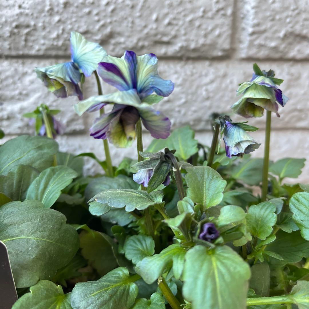 ア*ビ様 ビオラ♡パンジー 和