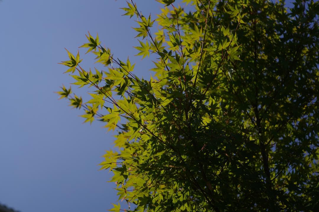 Nippon Kogaku NIKKOR-H・C 5cm F2 L39スクリュー