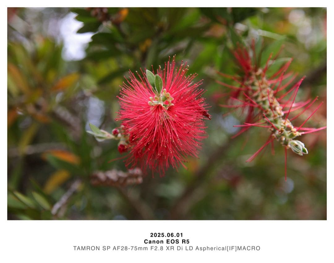 レンズ(ズーム) TAMRON AF28-75mm F2.8 XR Di MACRO (EF)