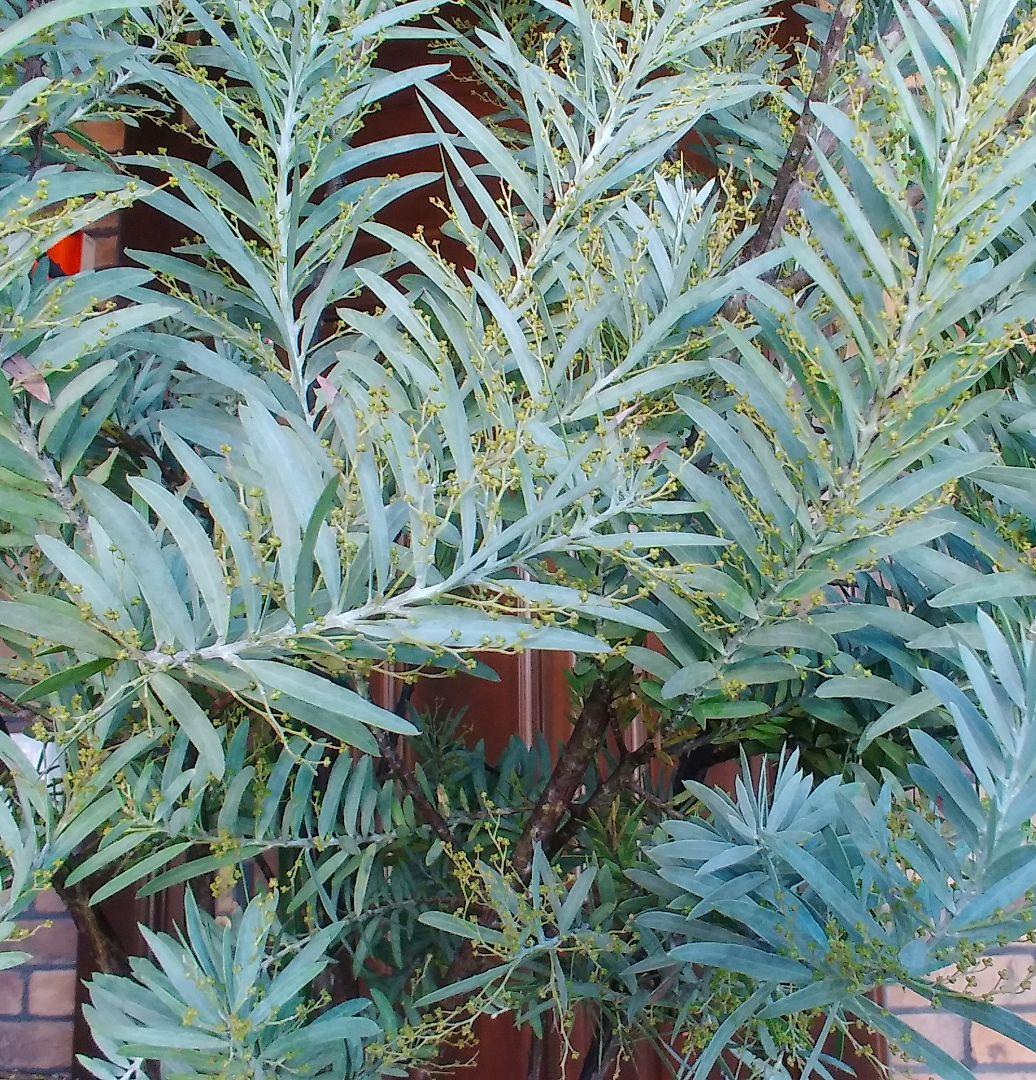 アカシアブルーブッシュ苗 大型190cm❗10号 綺麗な樹形 シルバーリーフ