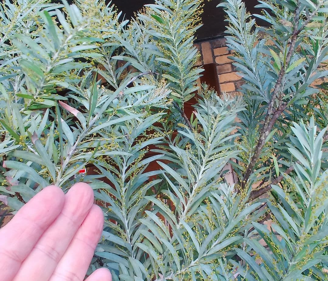 アカシアブルーブッシュ苗 大型190cm❗10号 綺麗な樹形 シルバーリーフ