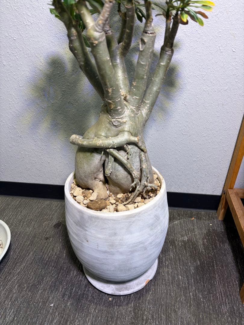 アデニウム 大型 レアサイズ