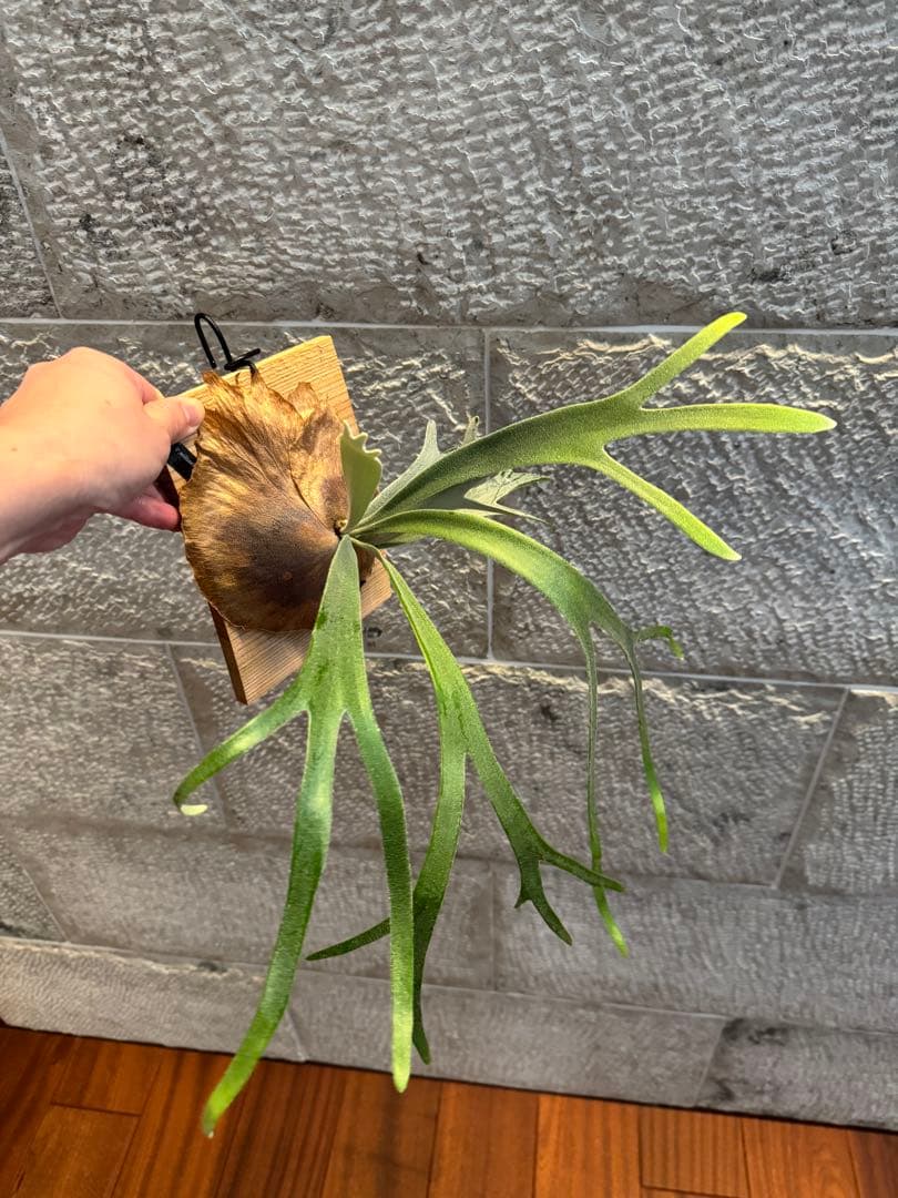 ビカクシダ P.willinckii Moonlight vp ムーンライトVP