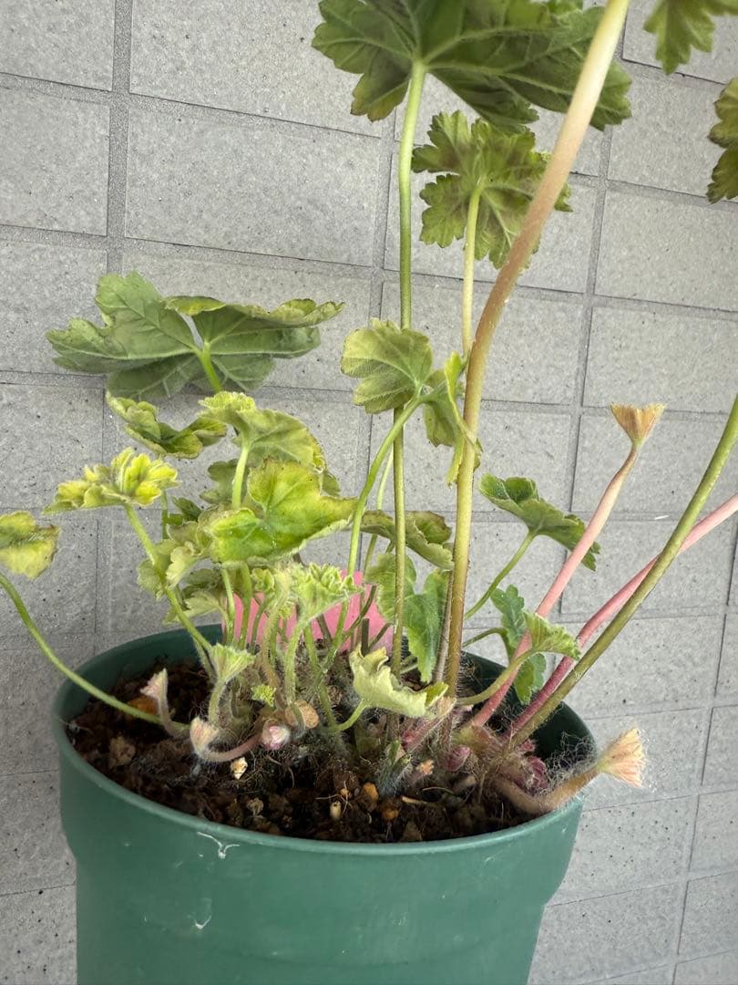 珍しいゼラニウム苗