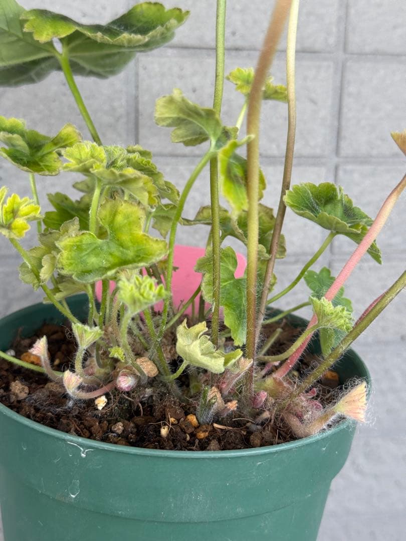 珍しいゼラニウム苗