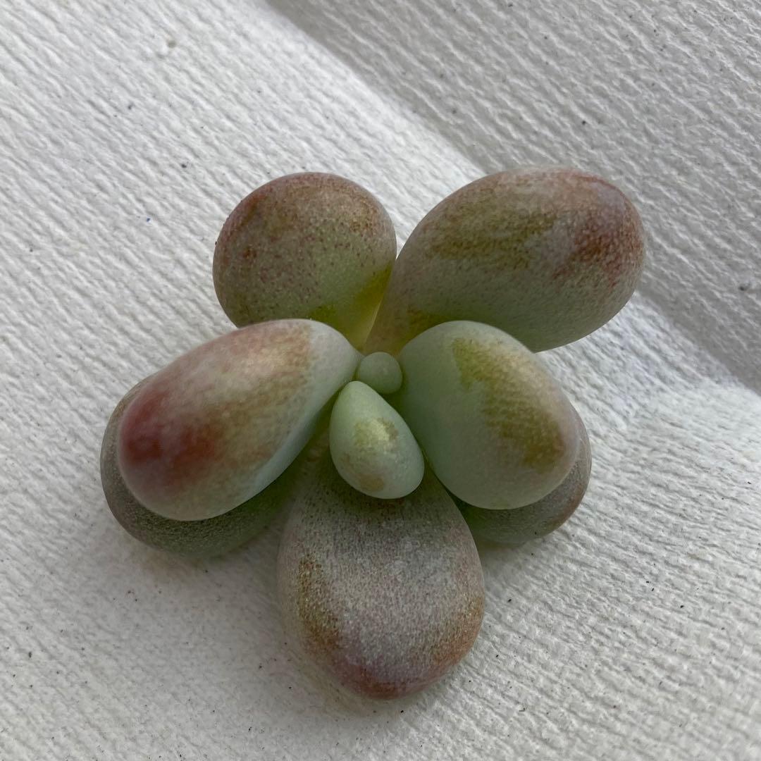 多肉植物　アメジスチヌム　カット苗1個