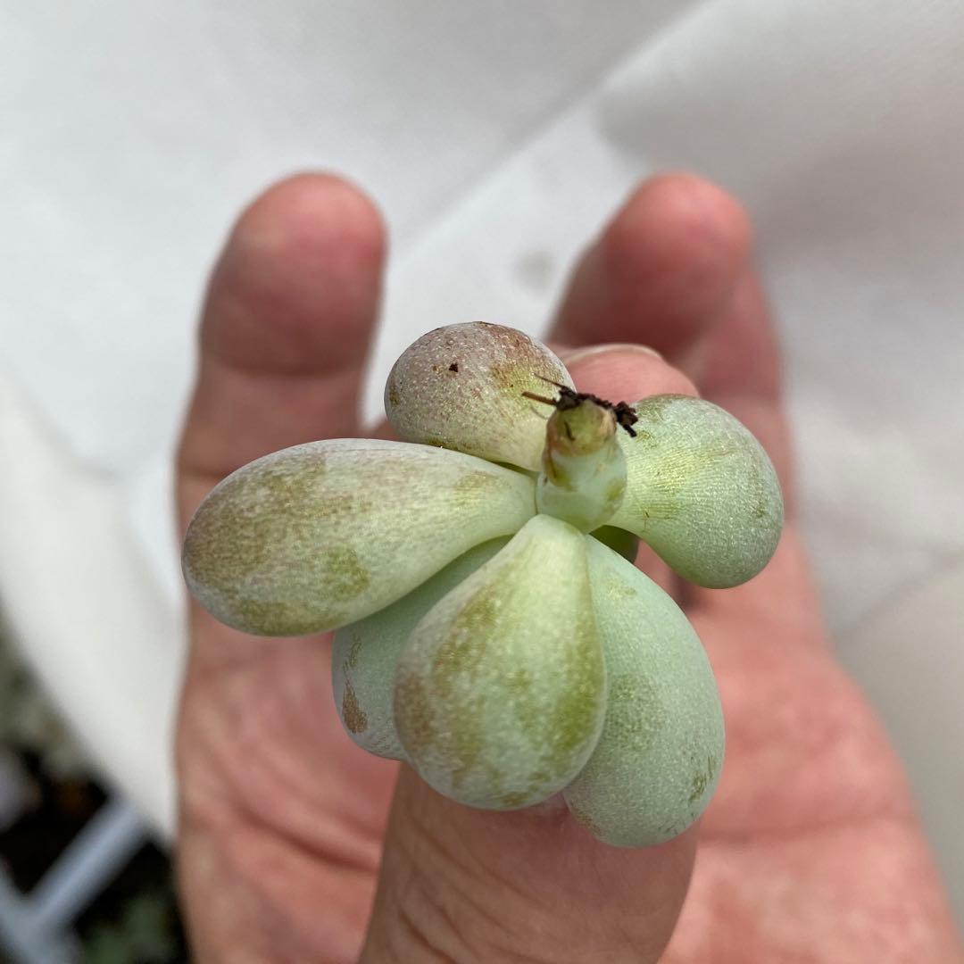 多肉植物　アメジスチヌム　カット苗1個