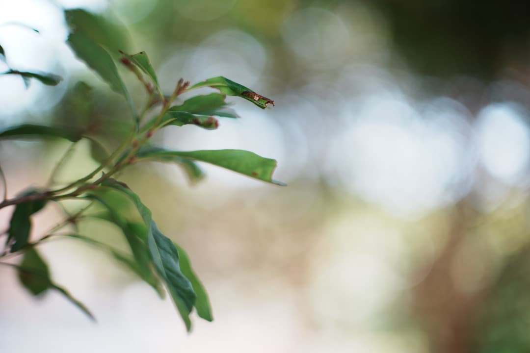 【鷹の目】ミノルタ MC-ROKKOR PG 58mm F1.2 後期 638