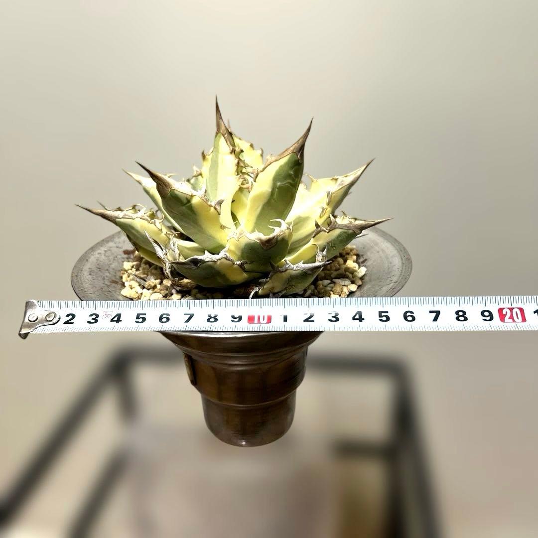 アガベ 鉢植発送 ドラゴンアガベ 暴牙 M&M鉢付　販売証明完備