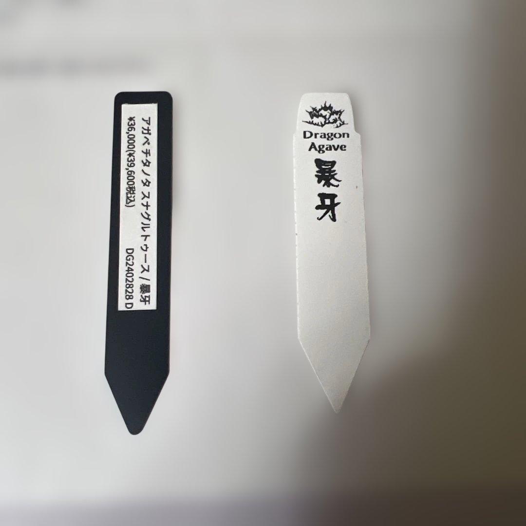 アガベ 鉢植発送 ドラゴンアガベ 暴牙 M&M鉢付　販売証明完備