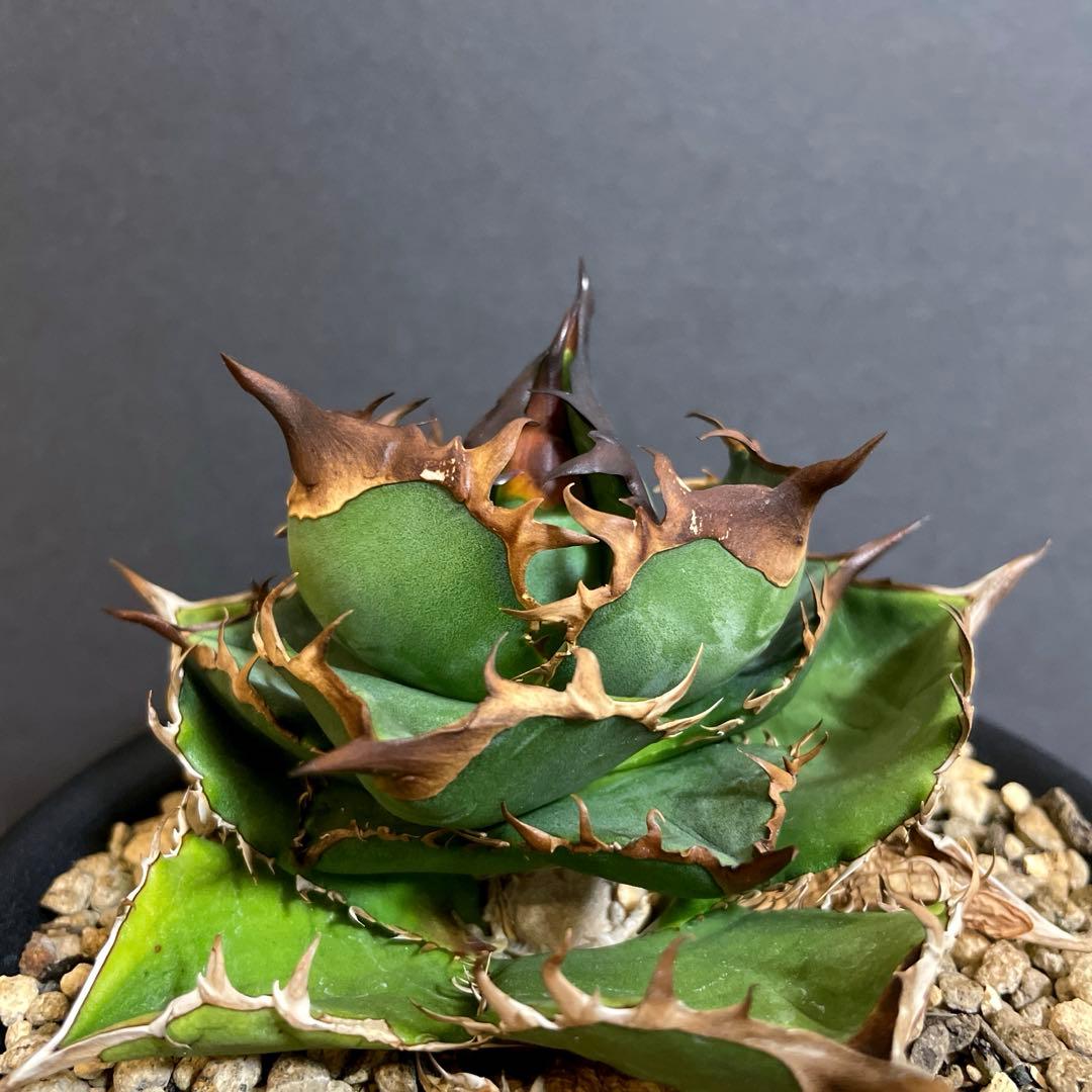 緑犀牛 天芽子株 大サイズ 台湾 LIZE 厳竜