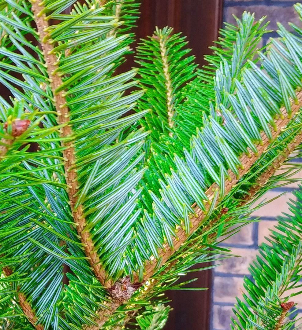 もみの木 モミの木 苗木 大型180cm❗整った樹形❗ 極太 クリスマスツリー