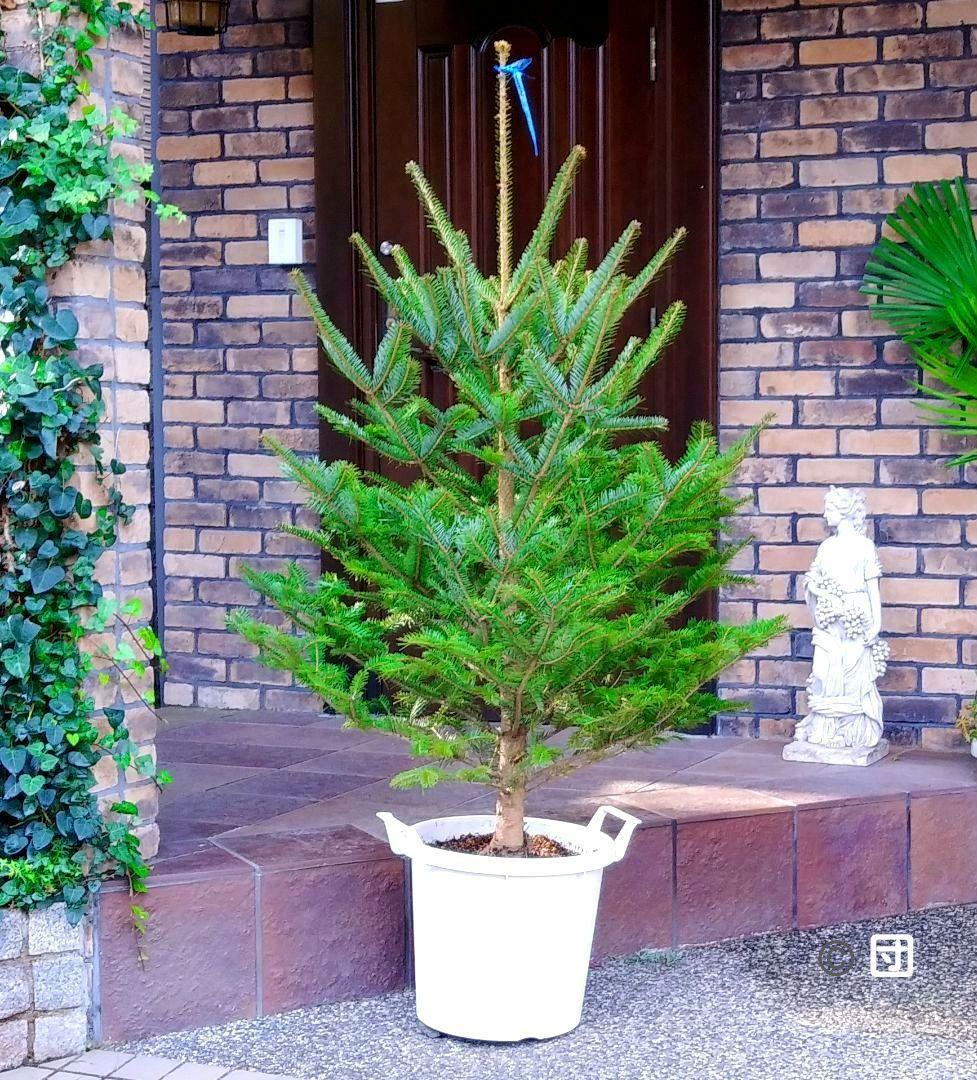 もみの木 モミの木 苗木 大型180cm❗整った樹形❗ 極太 クリスマスツリー