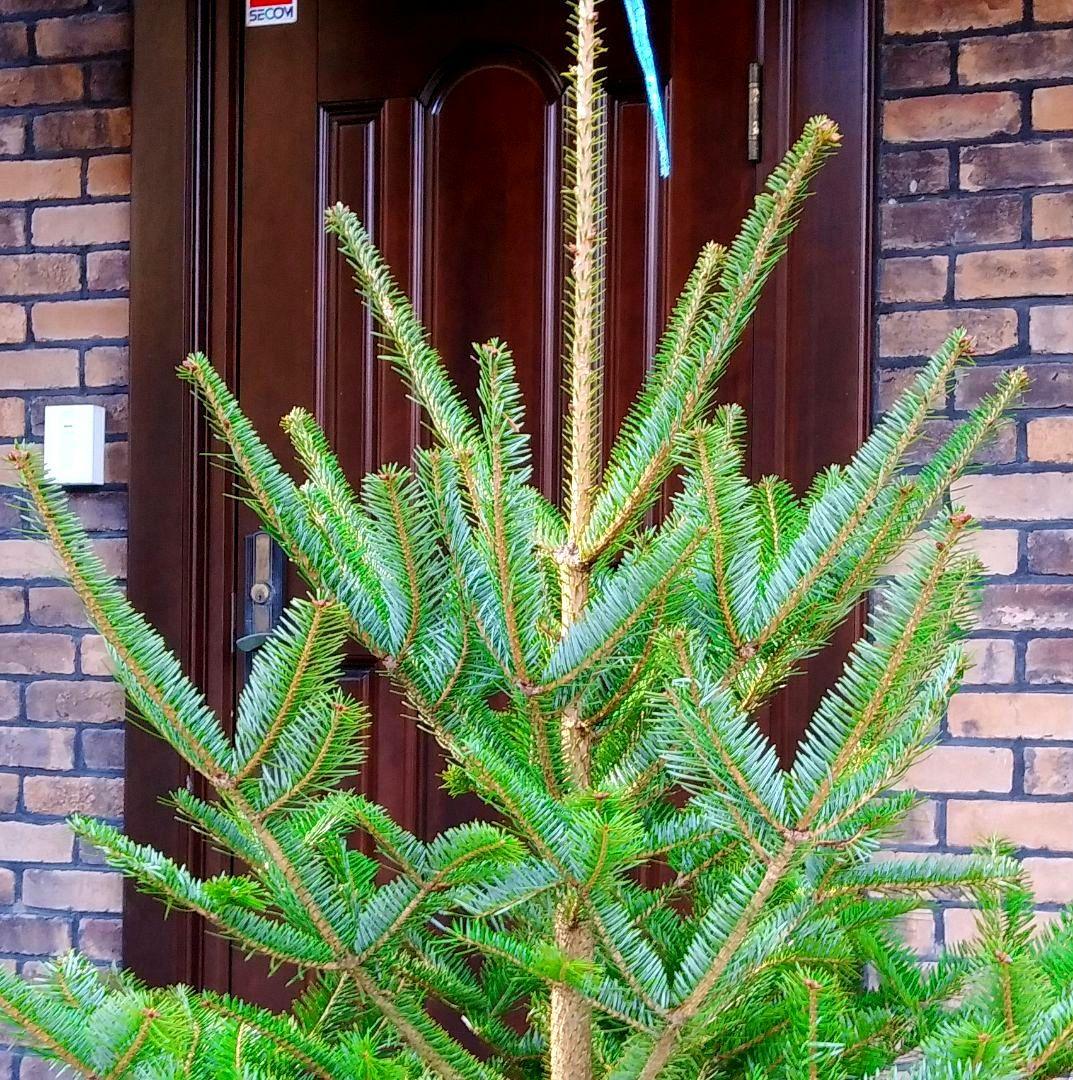 もみの木 モミの木 苗木 大型180cm❗整った樹形❗ 極太 クリスマスツリー