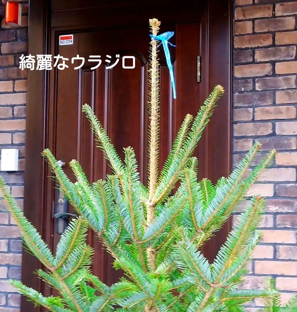 もみの木 モミの木 苗木 大型180cm❗整った樹形❗ 極太 クリスマスツリー