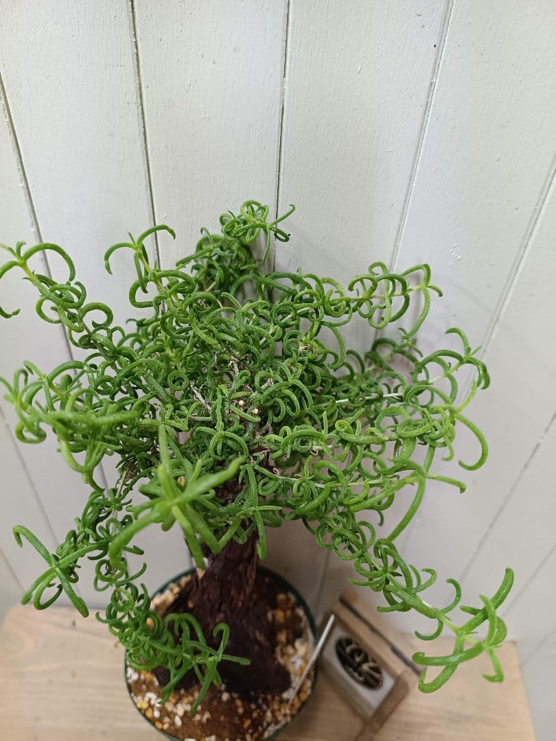 H051 超希少種発根済み メストクレマ ツベローサム 養生株