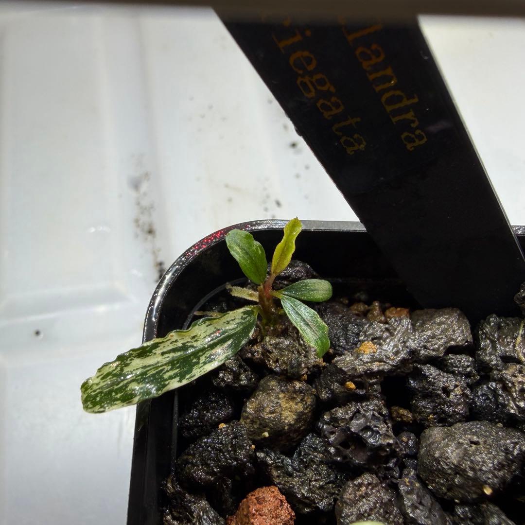 【きえぴ】ブセファランドラ 3種　水上葉　タグ付き