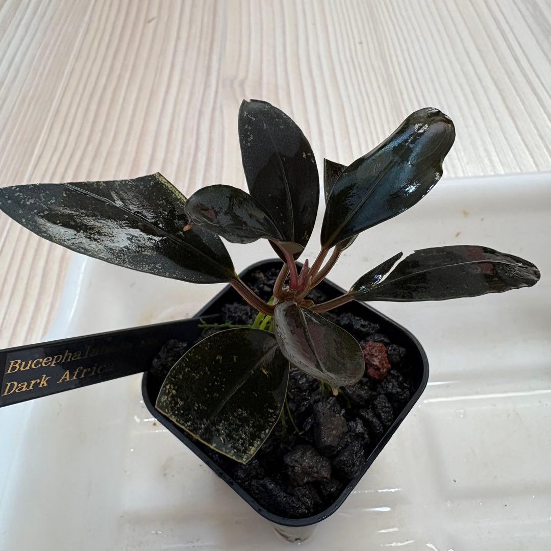 【きえぴ】ブセファランドラ 3種　水上葉　タグ付き
