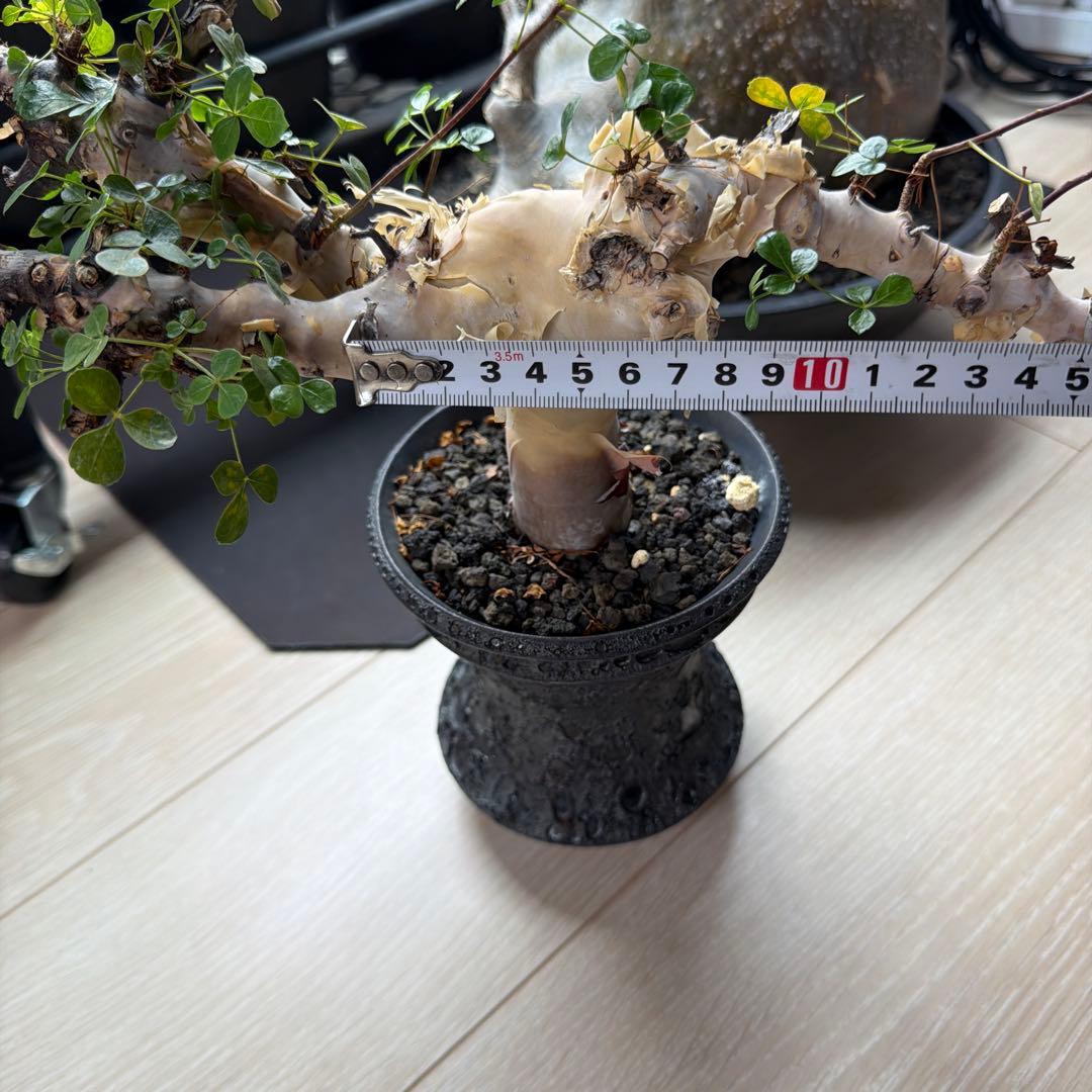 ［ブラックフライデー］コミフォラ ピュアカタフ カタチ製作所