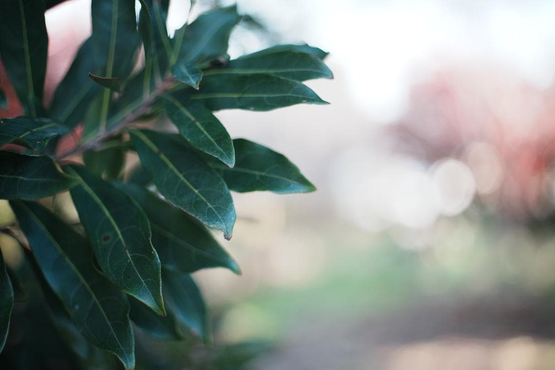 【この値段でライカ級】富岡光学製 XR RIKENON 50mm F2 389