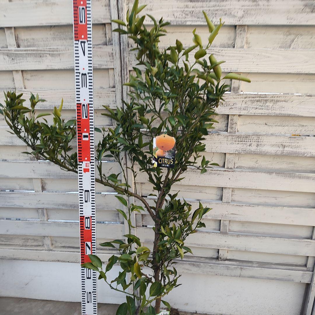 津之輝 つのかがやき 5年生 苗木 登録品種 結実実績あり！