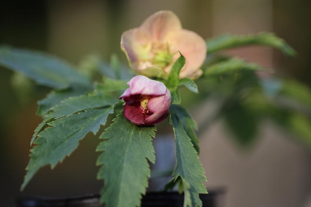 クリスマスローズ 開花株 SDプリマヴェーラhyb