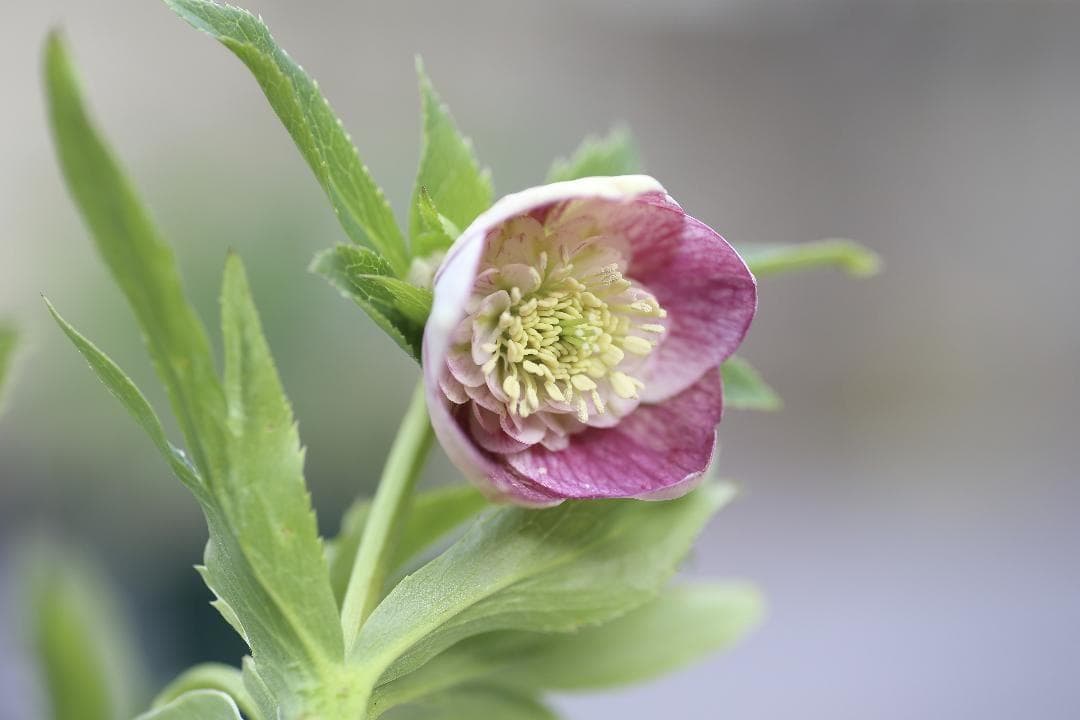 クリスマスローズ 開花株 SDプリマヴェーラhyb