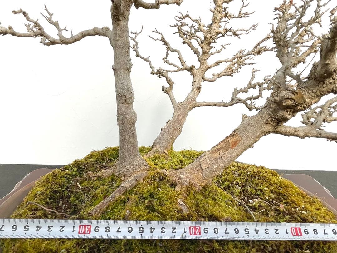 三河盆栽　カエデ　盆栽