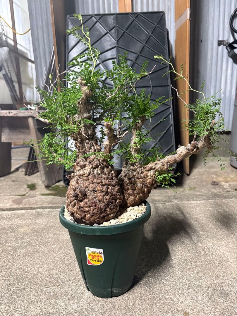 g*r様 良型 (パキプス） 中型株／発根済／塊根迫力◎／枝ぶり良好