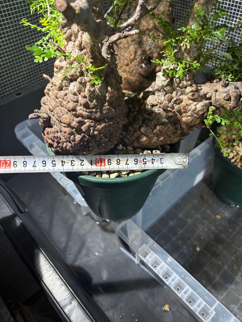 g*r様 良型 (パキプス） 中型株／発根済／塊根迫力◎／枝ぶり良好