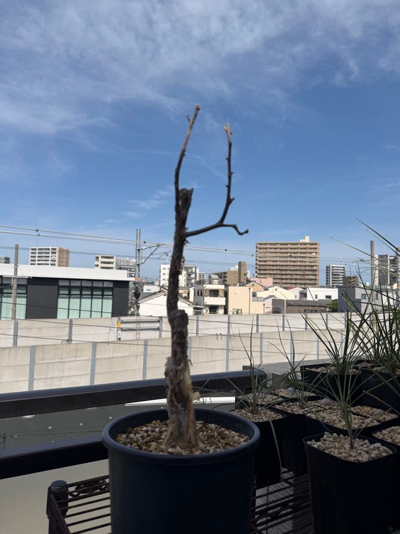 【タイムセール】ブルセラ・ファガロイデス / 灌木 多肉 希少 レア