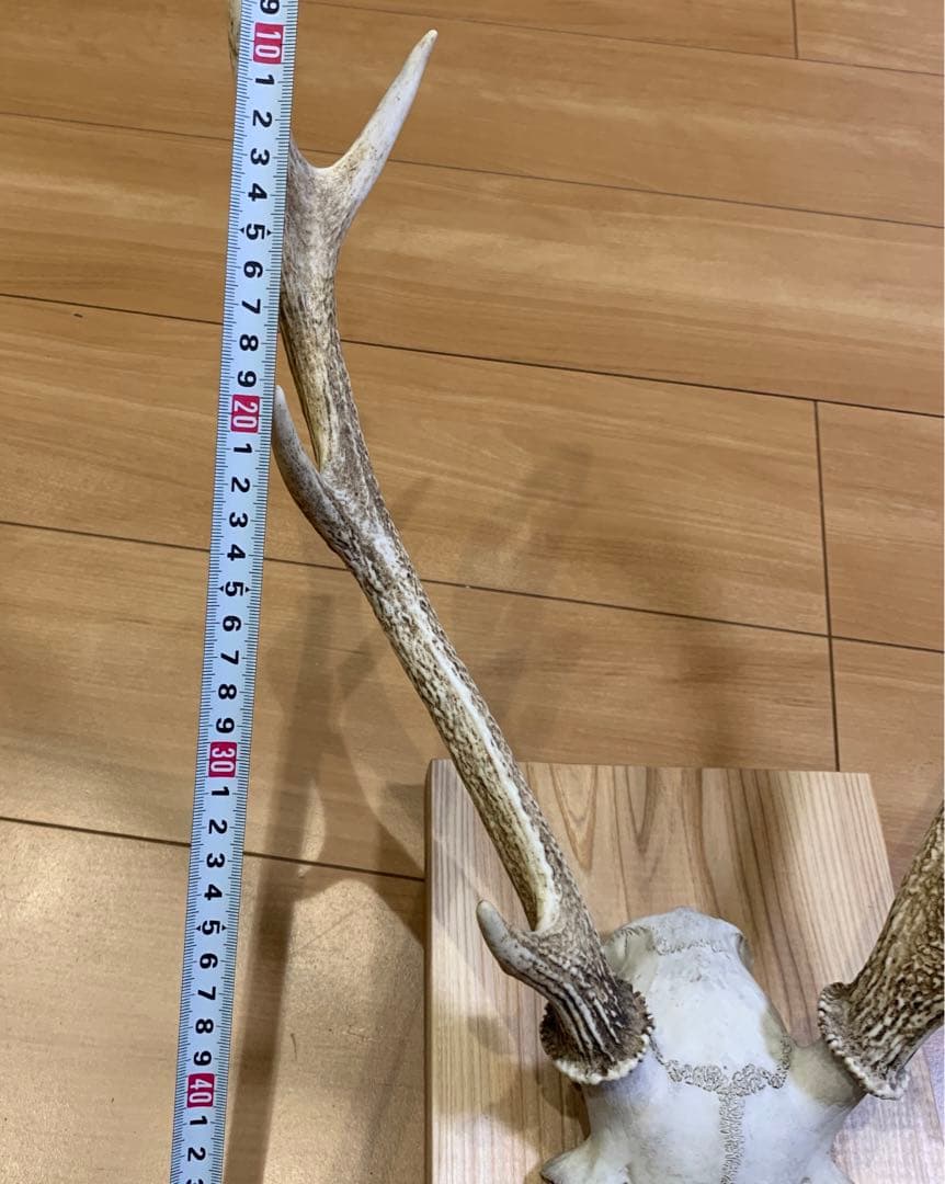 ハンティングトロフィー　丹羽篠山産　鹿の角　大幅値下げ！日本鹿　スカル　即日発送