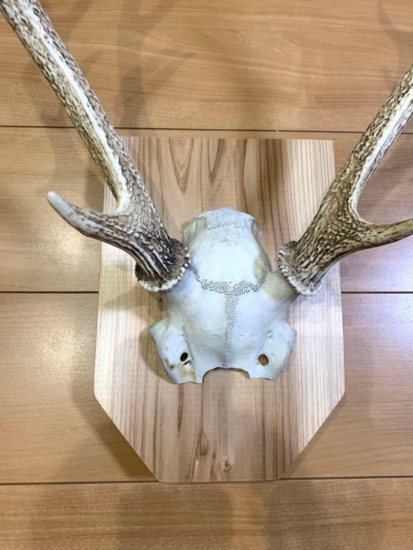 ハンティングトロフィー　丹羽篠山産　鹿の角　大幅値下げ！日本鹿　スカル　即日発送