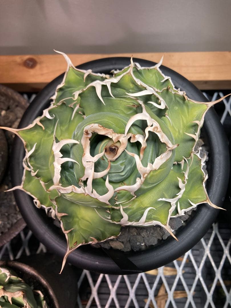 アガベ チタノタ　白鯨