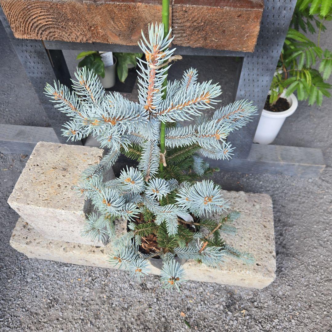 ②　プンゲンス　トウヒ　ホプシー７号　最高等級極上品‼️