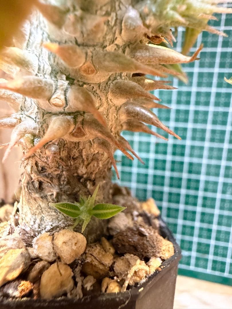 パキポディウム グラキリス　3頭プラス1 有望実生 株