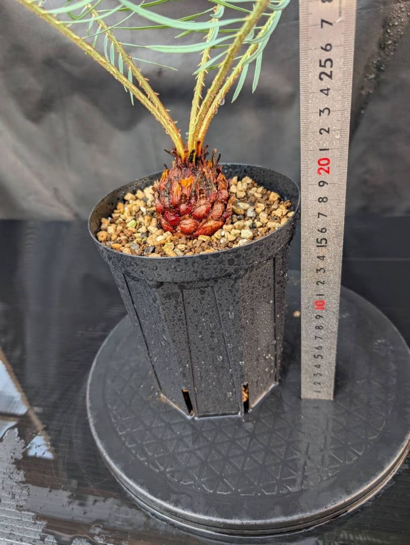 決算創業祭 お買い得 サイカスカイルンシアナ 5センチ株 見事！