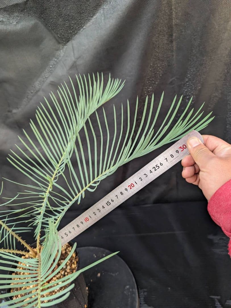 決算創業祭 お買い得 サイカスカイルンシアナ 5センチ株 見事！