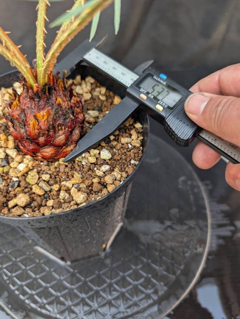 決算創業祭 お買い得 サイカスカイルンシアナ 5センチ株 見事！