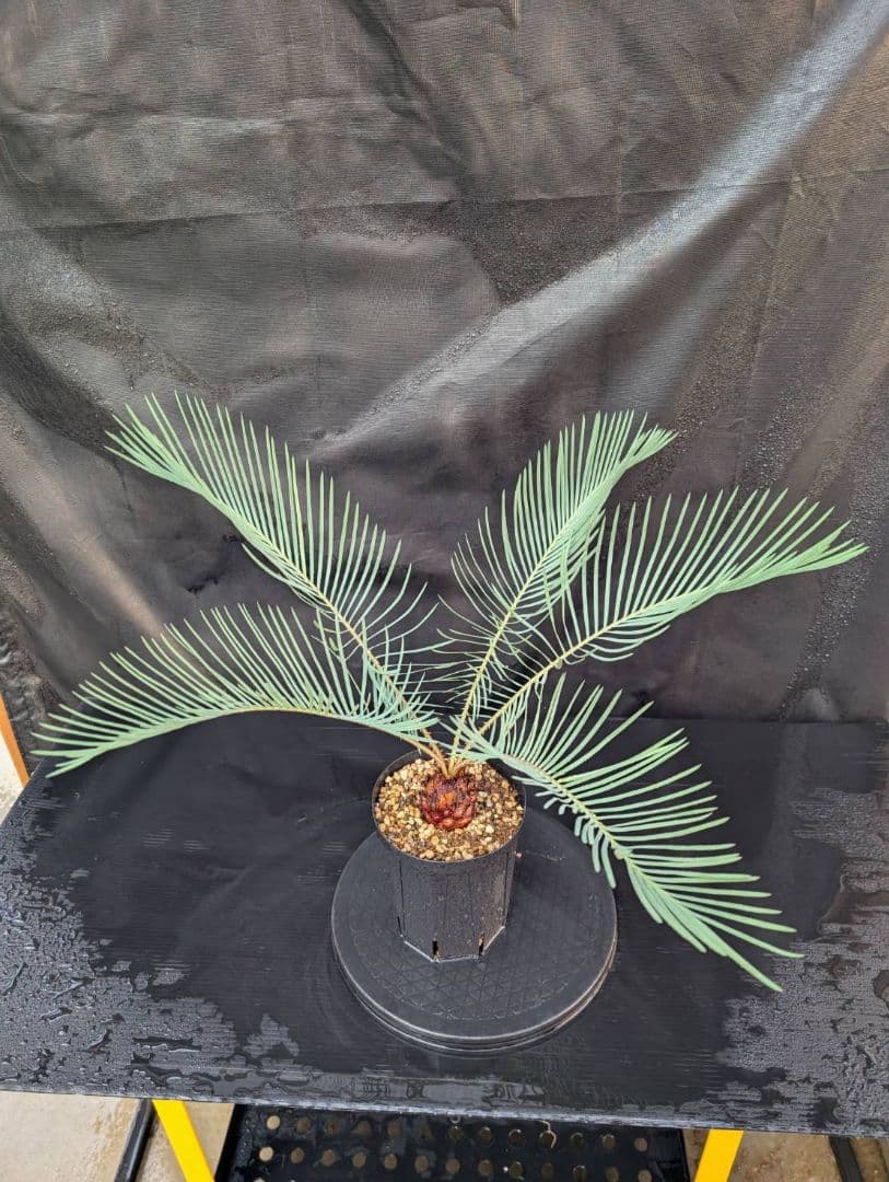 決算創業祭 お買い得 サイカスカイルンシアナ 5センチ株 見事！